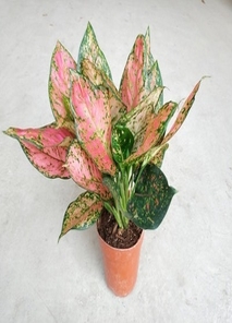 余姚绿化修剪方案