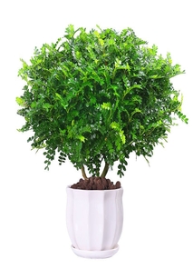 花卉租赁新选择，宁波杭州湾花木出租公司